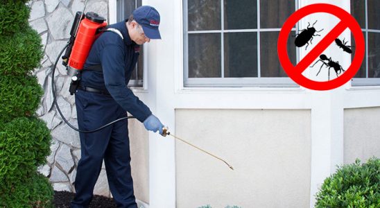Sandıklı Pire İlaçlama böcek ilaçlama ve haşere kontrolü — ilaclama-tr.com